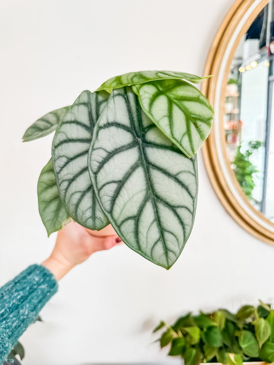 Alocasia is not that finicky as you think!
