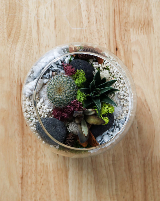 Terrarium Kit : Globe