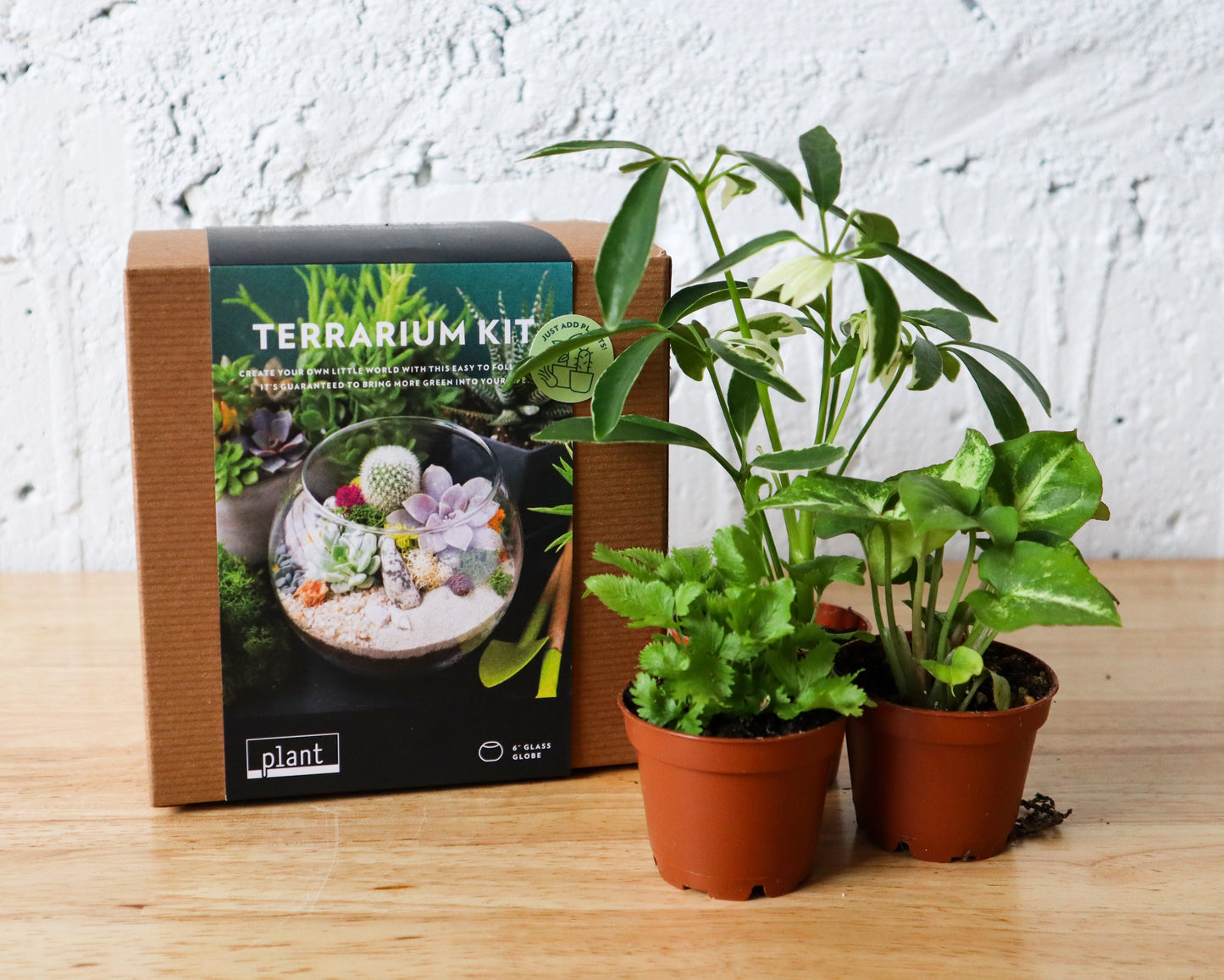 Terrarium Kit : Globe